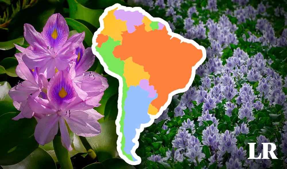 El jacinto de agua dulce es también conocido con el nombre científico Pontederia crassipes. Foto: Composición LR/Habitanica El jacinto de agua dulce es también conocido con el nombre científico Pontederia crassipes. Foto: Composición LR/Habitanica