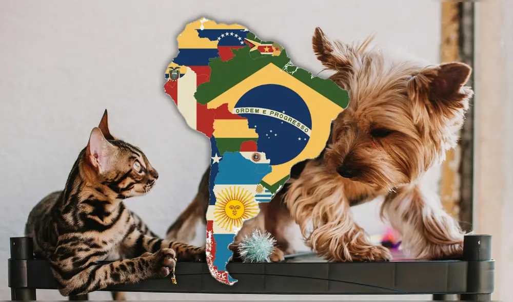 Las personas en este país podrían tener días de duelo por las pérdida de sus mascotas. Foto: Composición LR | Pexels