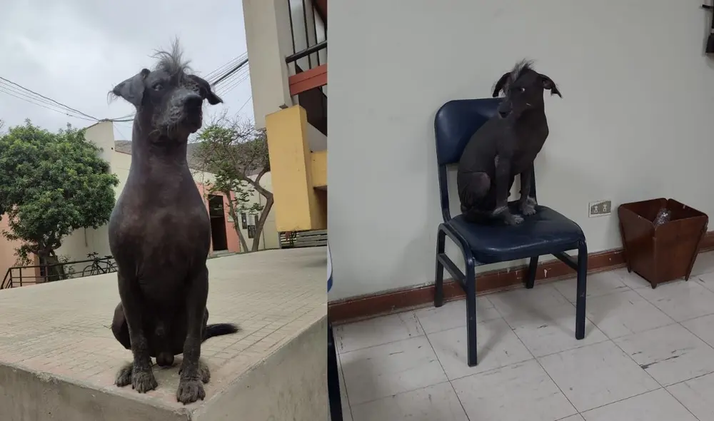 Lamentablemente, Dante no fue la única mascota que murió atropellada en las instalaciones de la universidad. Foto: Adrauni Lamentablemente, Dante no fue la única mascota que murió atropellada en las instalaciones de la universidad. Foto: Adrauni