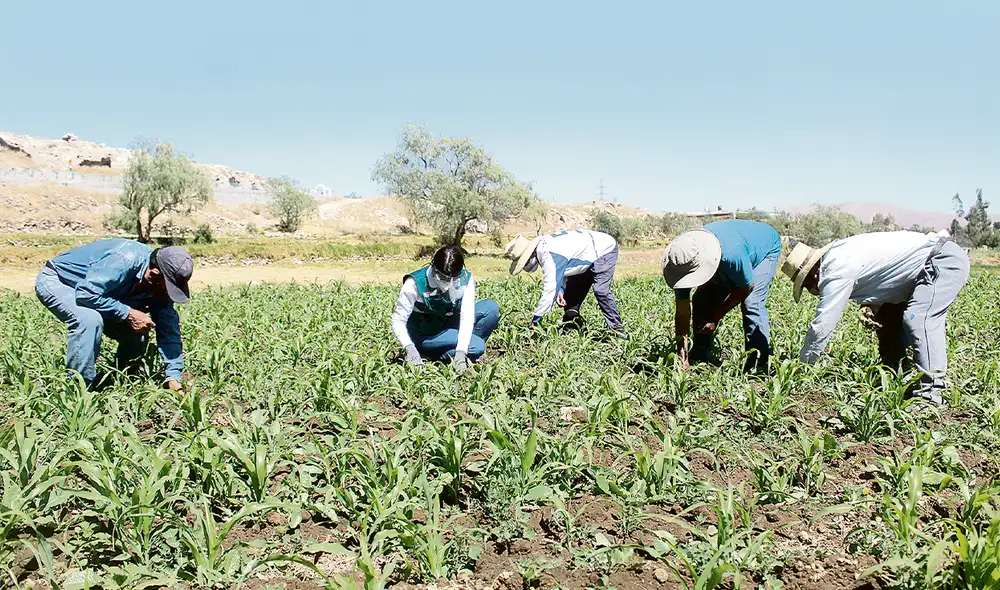 Complicaciones en el campo. En febrero, las altas temperaturas asociadas al FEN influyeron negativamente en los rendimientos de cultivos de la costa y selva. Foto: difusión