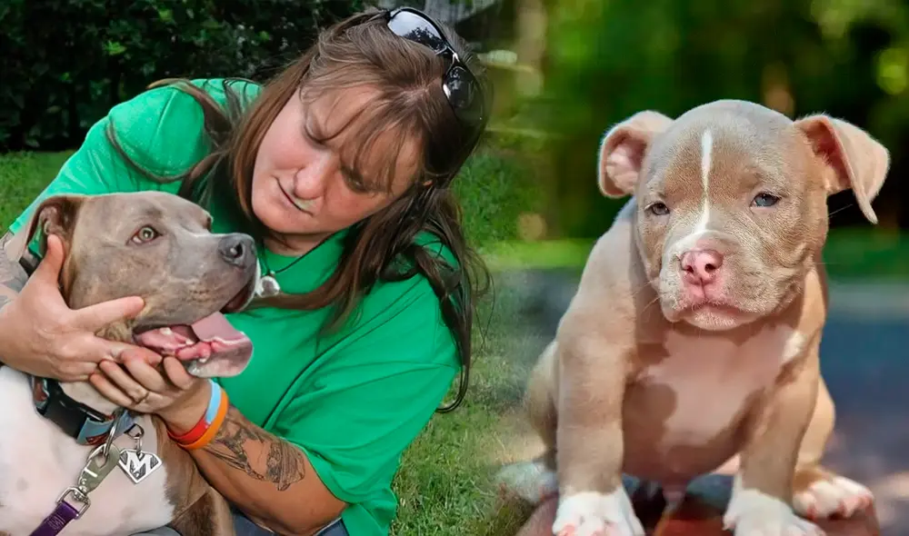 Pese a que la raza pitbull cuenta con gran tiempo de existencia, hay autoridades que prohíben su presencia en Estados Unidos. Foto: Smileys BARF Nutrition