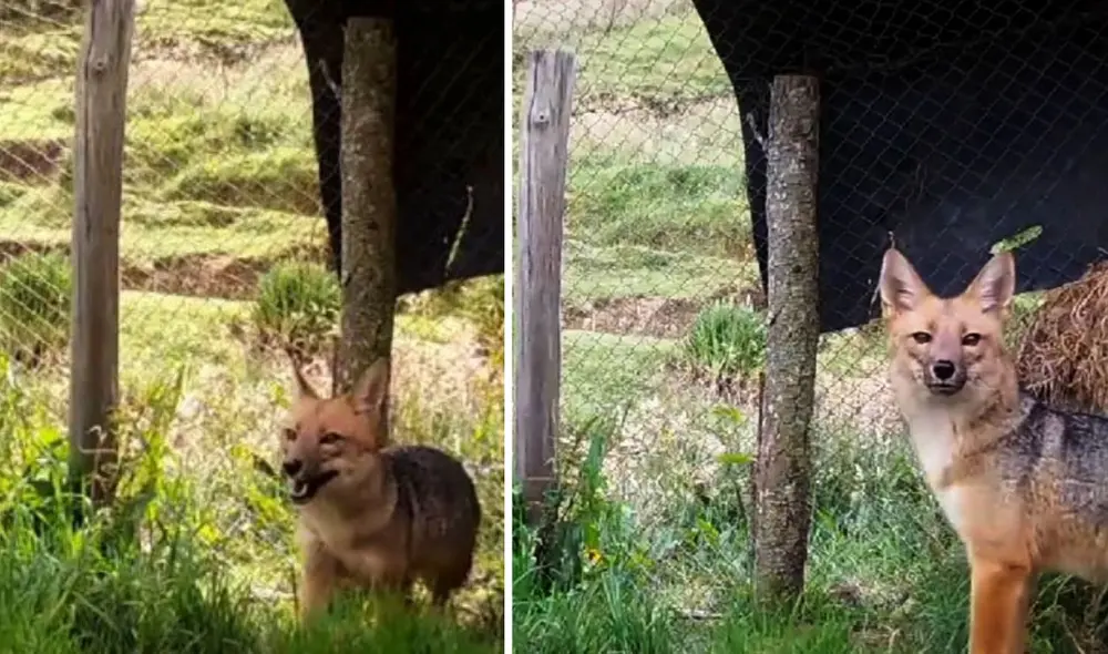 Run Run cumple dos años en Granja Porcón/ Foto: Andina