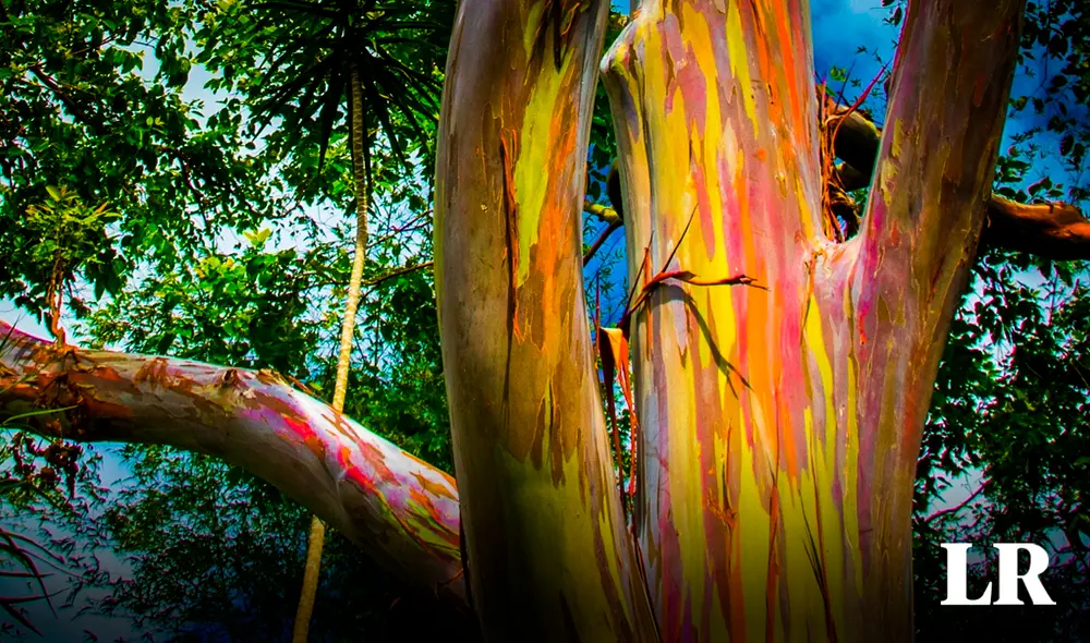 Los expertos no descartan la posibilidad de que ingrese a la lista de extinción a corto plazo debido a su madera. Foto: Podonwala Los expertos no descartan la posibilidad de que ingrese a la lista de extinción a corto plazo debido a su madera. Foto: Podonwala