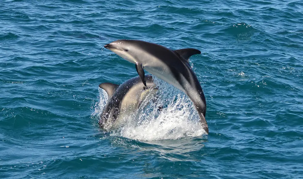 El delfín oscuro nada en mares con temperaturas frías. Foto: Alexandre Roux / Flickr