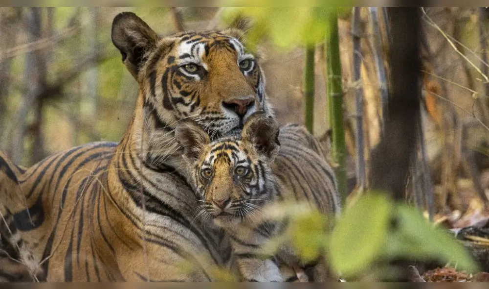 'Tigres', documental de Disney Plus, se estrena este 22 de abril. Lo describen como un viaje de supervivencia. Foto: Difusión