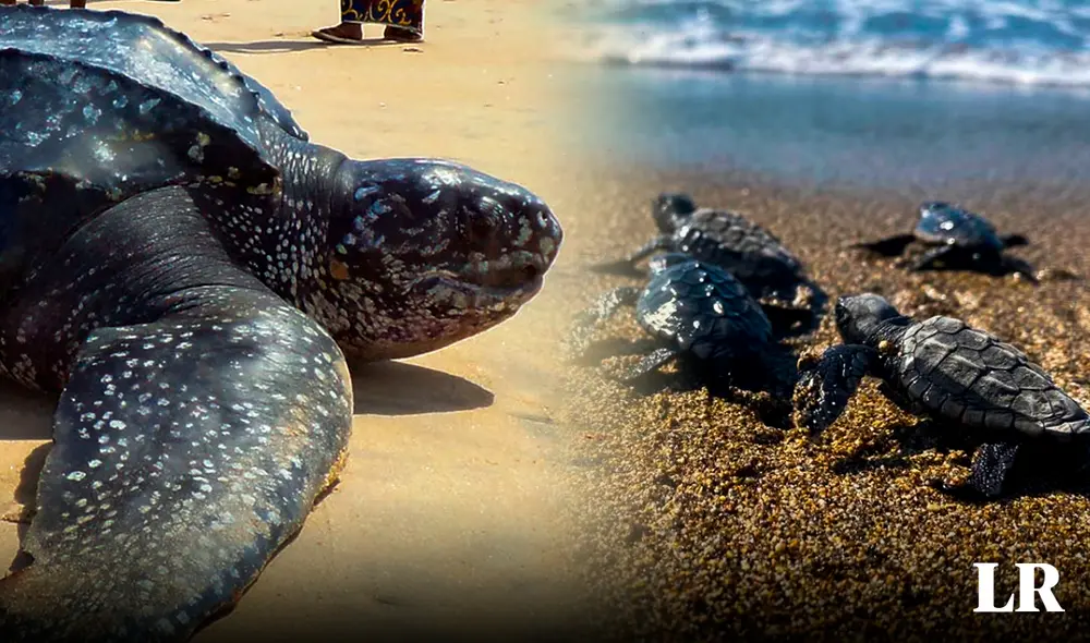 El acercamiento más cercano de la tortuga siete quillas en costas sudamericanas se dio en Venezuela. Foto: composición LR/HCH/TRT