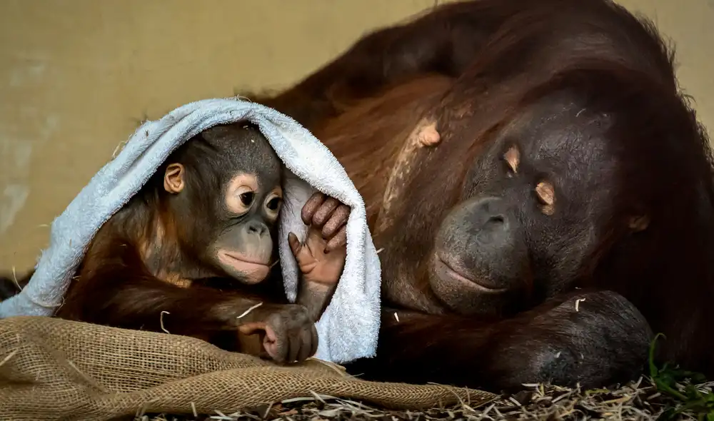 El orangután de Borneo, que se encuentra exclusivamente en estado salvaje en la isla de Borneo, es la tercera especie de simio más grande. Foto: AFP
