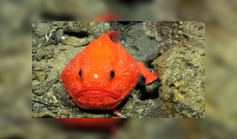 Especies marinas jamás antes vistas se encontraron en las costas chilenas. Foto: Schmidt Ocean Institute