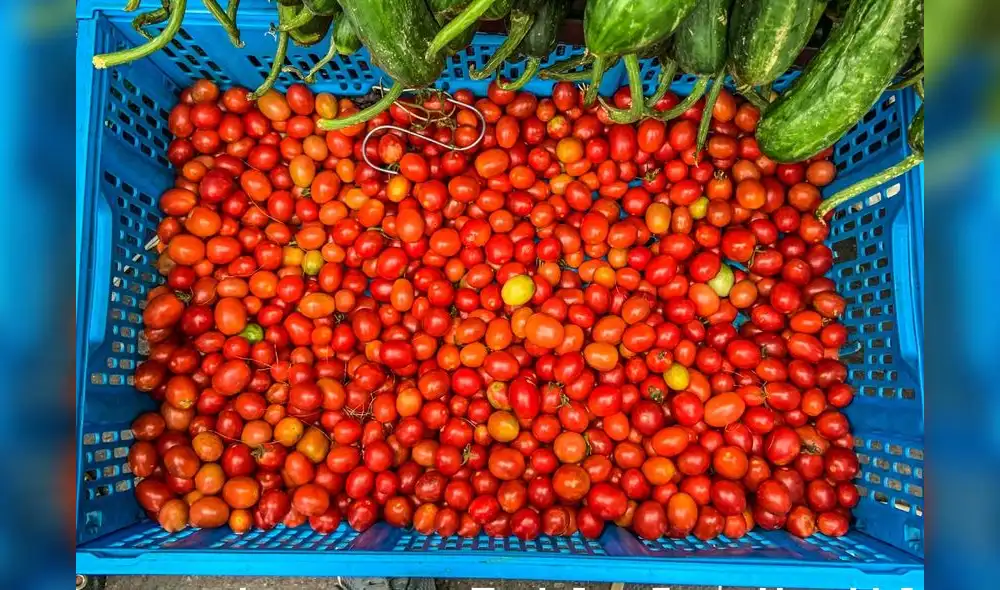 Los tomates llegaron desde América a Europa hace más de 500 años. Foto: EC