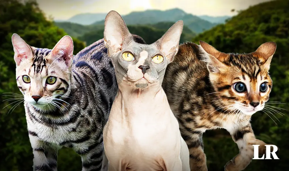 El gato esfinge, el tercer más costoso, debe su calvicie a una mutación en el gen keratin. Foto: composición LR/20 Minutos