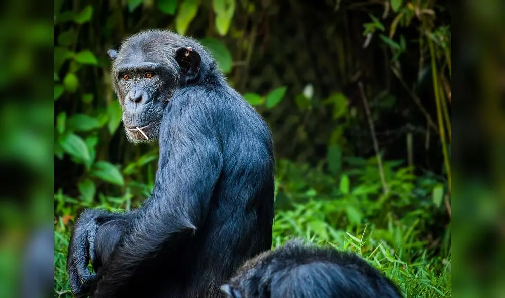 Los chimpancés comieron heces de murciélagos al no encontrar fuente de minerales. Foto: Pixabay Los chimpancés comieron heces de murciélagos al no encontrar fuente de minerales. Foto: Pixabay