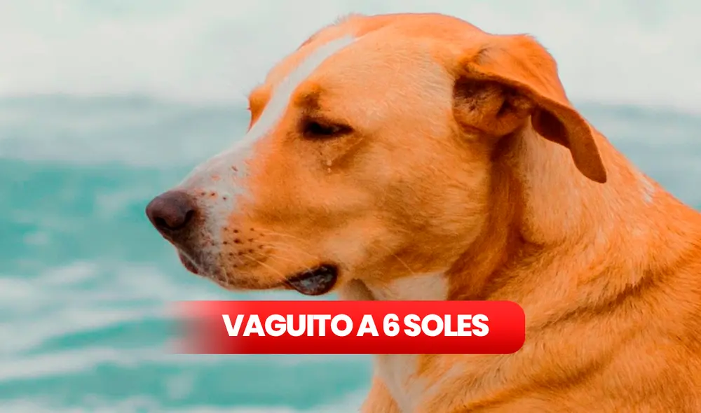 ‘Vaguito’ se estrenó en los cines del país el último jueves 18 de abril de 2024. Foto: composición LR/Bamboo Pictures ‘Vaguito’ se estrenó en los cines del país el último jueves 18 de abril de 2024. Foto: composición LR/Bamboo Pictures