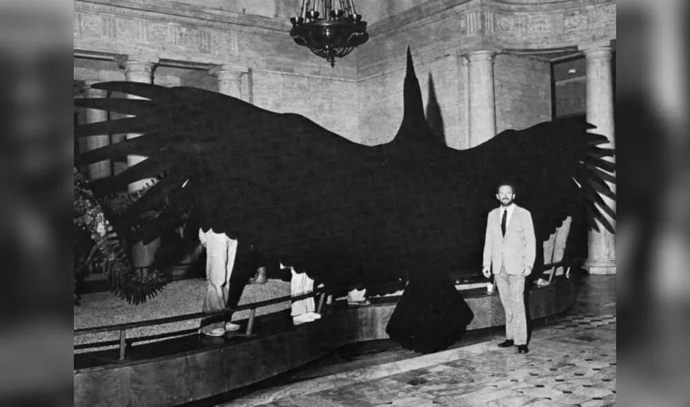 El ave más grande de la historia vivió en Argentina y se extinguió hace 12.000 años. Foto: Billiken El ave más grande de la historia vivió en Argentina y se extinguió hace 12.000 años. Foto: Billiken