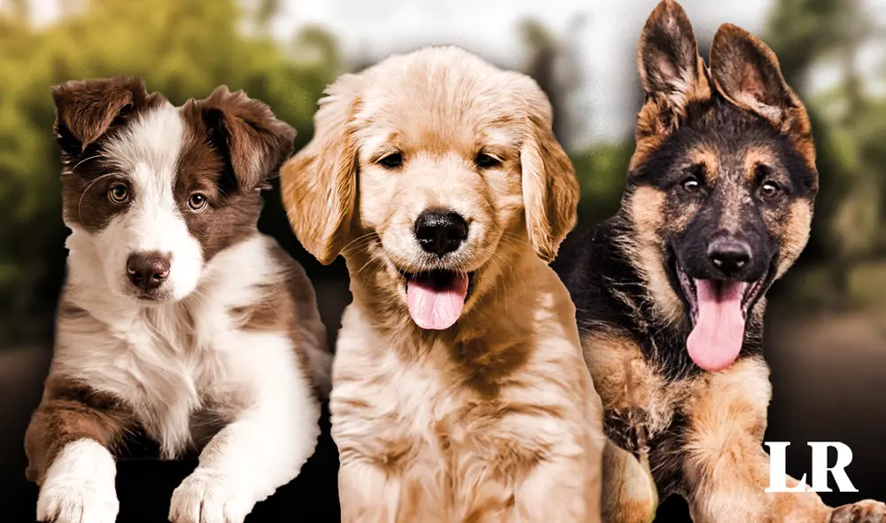 Se analizaron 1.002 perros de 12 razas distintas para el presente estudio. Foto: Composición LR/ National Geographic Se analizaron 1.002 perros de 12 razas distintas para el presente estudio. Foto: Composición LR/ National Geographic