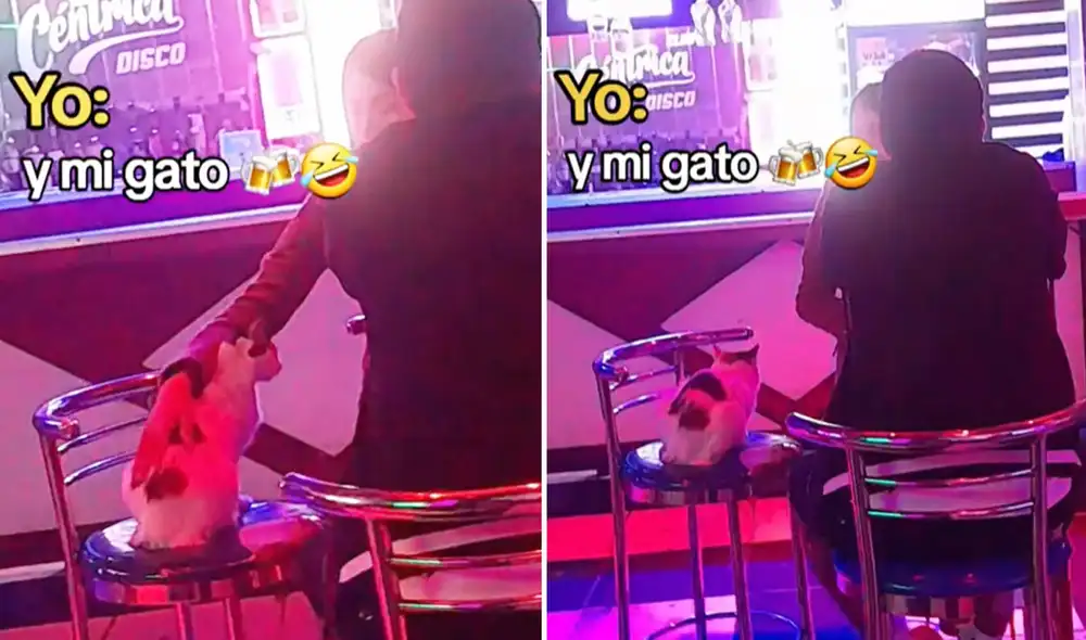 Video de gatito es viral en redes con 700.000 visualizaciones. Foto: composición LR/captura de TikTok Video de gatito es viral en redes con 700.000 visualizaciones. Foto: composición LR/captura de TikTok