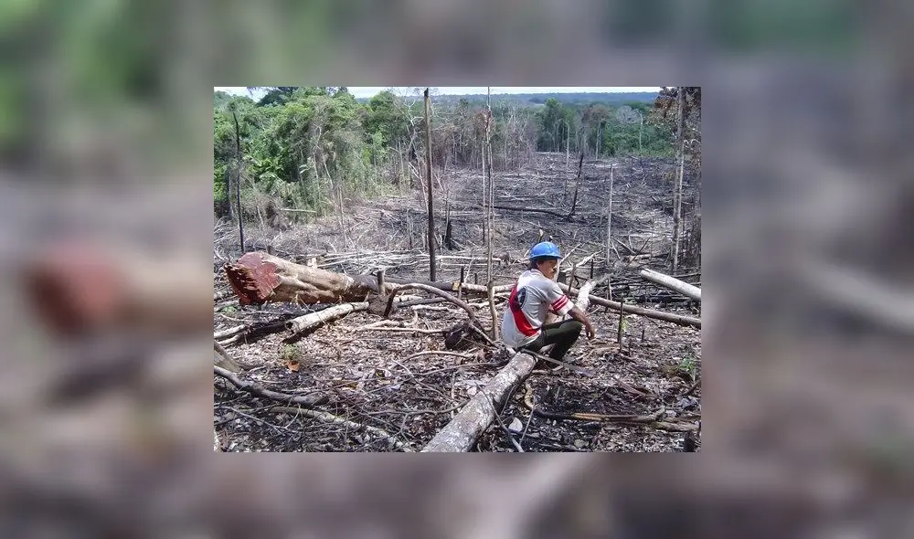 El 15% de nuestra Amazonía se encuentra deforestada. Foto: El Peruano