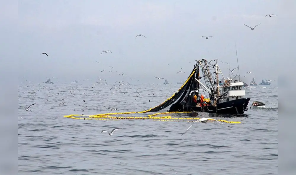 Las exportaciones de jibias, globitos, calamares y potas congelados manifestaron una caída de 70,57%. Foto: Andina