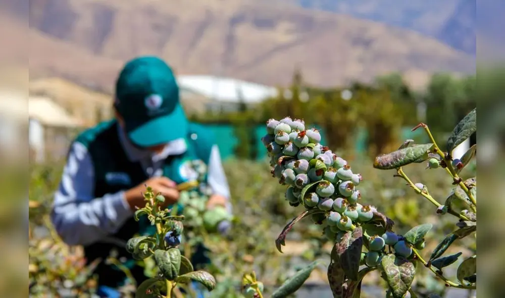 Los arándanos son una de las frutas mejor posicionadas en el mundo. Fuente: Andina