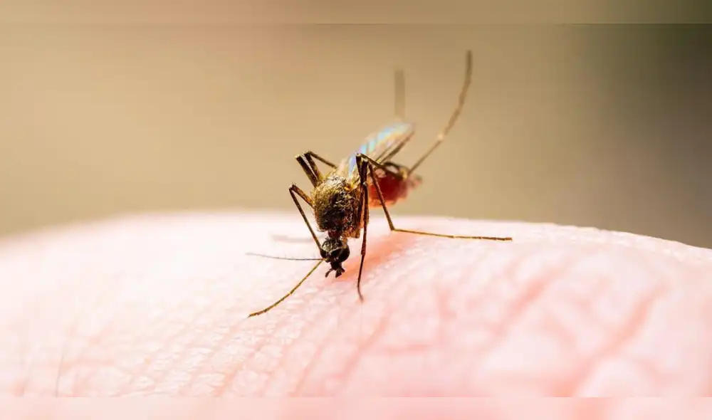 Dengue: ¿existen alimentos para prevenir picadura del zancudo que lo transmite? Dengue: ¿existen alimentos para prevenir picadura del zancudo que lo transmite?