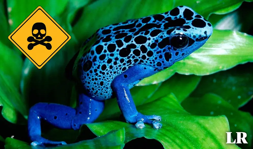 En Sudamérica, los viajeros deben evitar a la venenosa rana flecha azul, anfibio territorial que habita en los bosques del país más pequeño y sus fronteras. Foto: composición LR/Shutterstock En Sudamérica, los viajeros deben evitar a la venenosa rana flecha azul, anfibio territorial que habita en los bosques del país más pequeño y sus fronteras. Foto: composición LR/Shutterstock