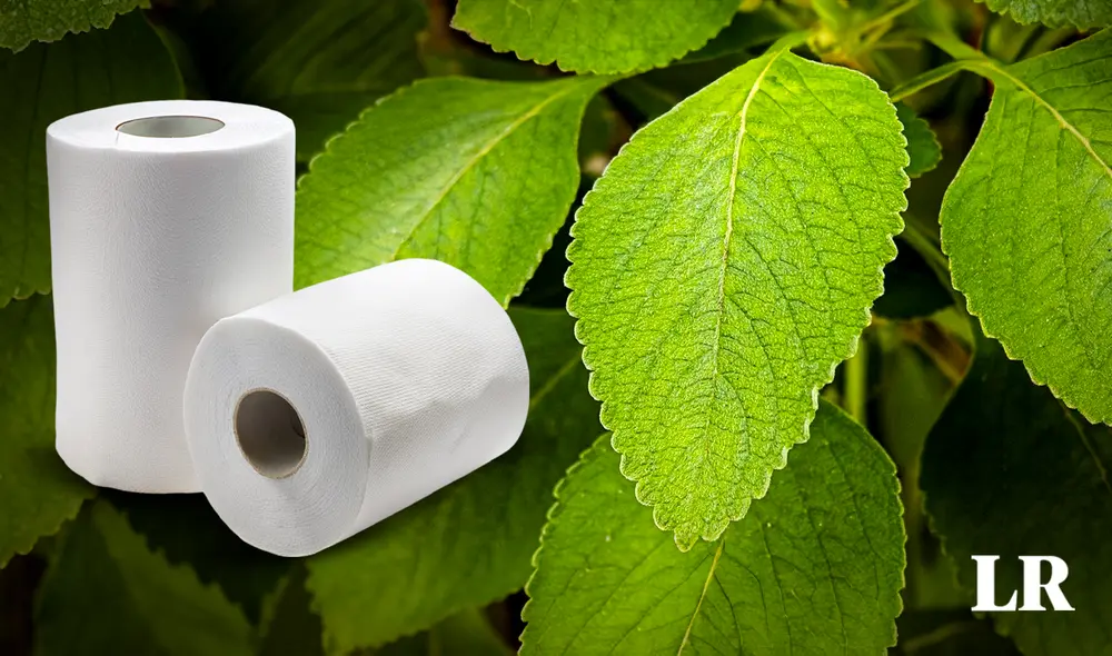 El papel higiénico más sostenible del mundo. Foto: Composición LR/ Eco Online