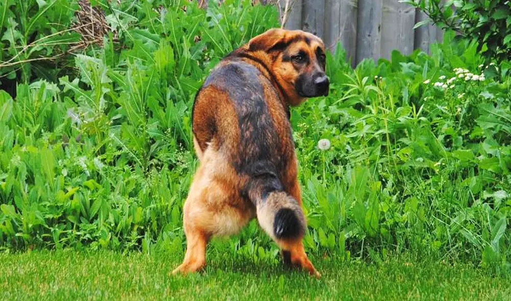 Es recomendable que le devuelvas la mirada a tu perro cuando te mira mientras hace popó. Foto: composición LR/Animalear