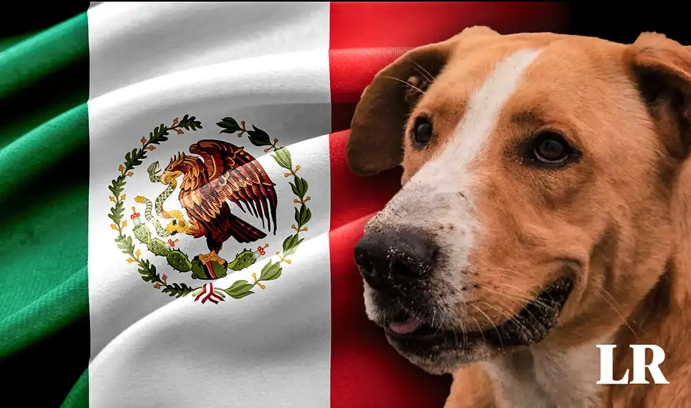 La historia de un perro que espera el regreso de su fallecido dueño a orillas del mar en Perú se plasma en ‘Vaguito’. Foto: composición LR/Fabrizio Oviedo/Instagram de Vaguito La historia de un perro que espera el regreso de su fallecido dueño a orillas del mar en Perú se plasma en ‘Vaguito’. Foto: composición LR/Fabrizio Oviedo/Instagram de Vaguito