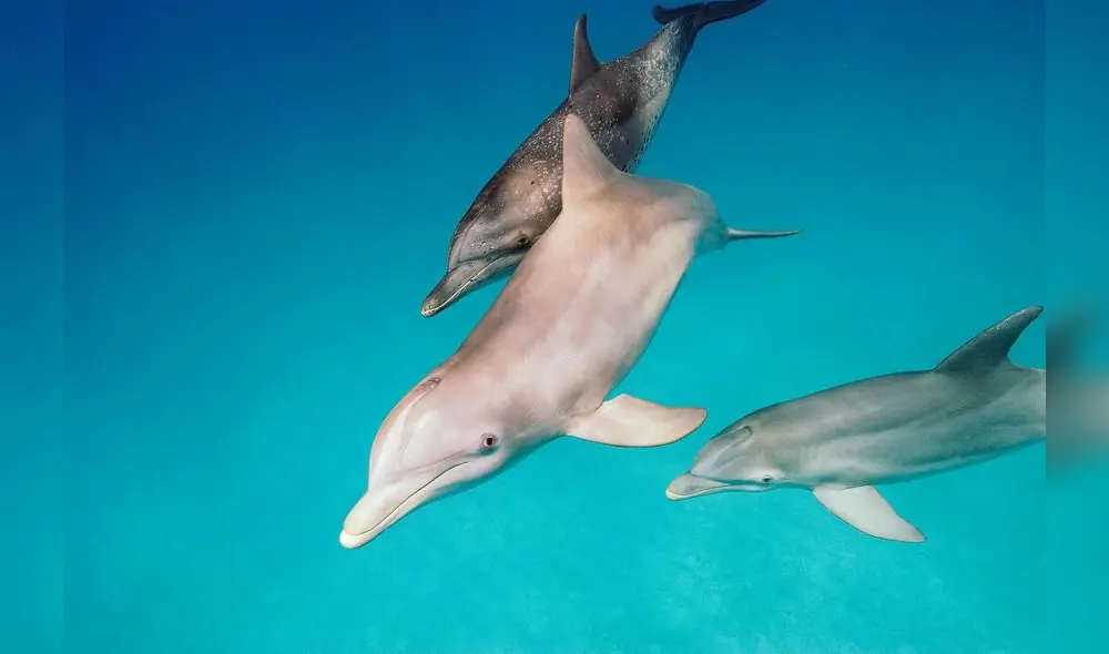 Hacía tiempo que los científicos sospechaban que los delfines utilizan silbidos distintivos de una manera similar a como los humanos usan los nombres. Foto: National Geographic