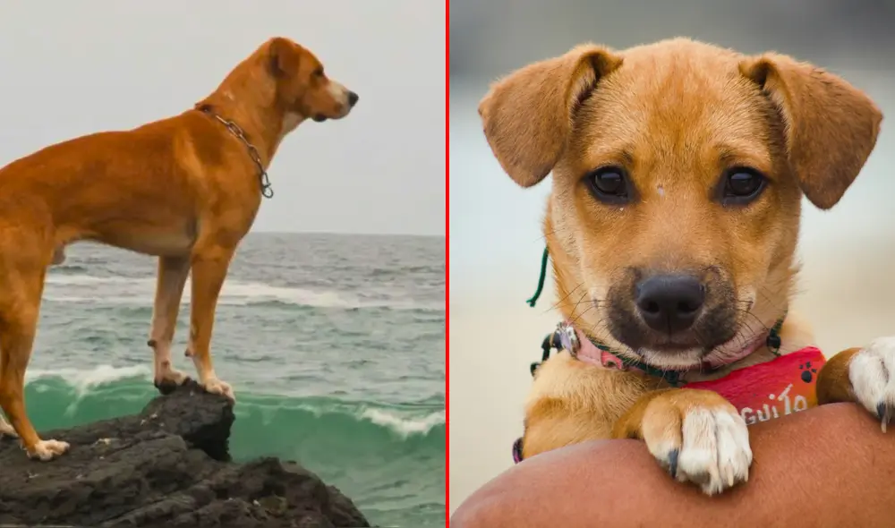Ante el éxito de ‘Vaguito’, su director, Alex Hidalgo, expresó su deseo de realizar una segunda parte. Foto: composición LR/Cinecolor Films Perú/Instagram Vaguito