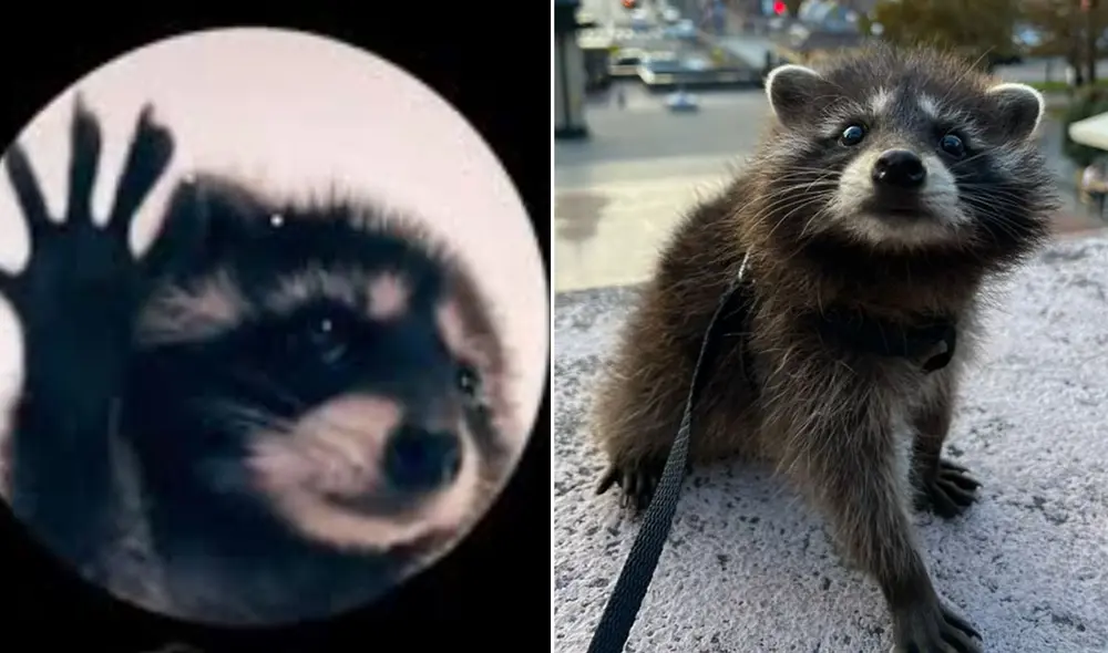 Mapache viral es de Rusia. Foto: composición LR/ captura de TikTok