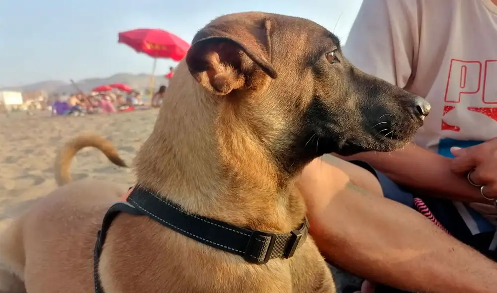 Buscan hogar para Hanna, una perrita de 7 meses. Foto: difusión