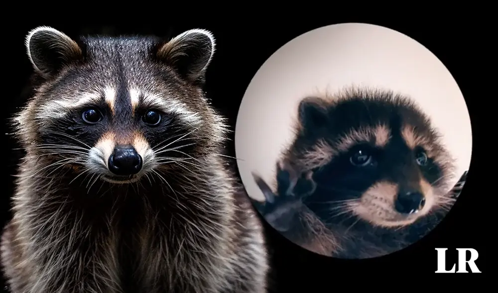 El mapache del video viral es de la especie Procyon lotor. Foto: composiciónLR/Freepik/TikTok