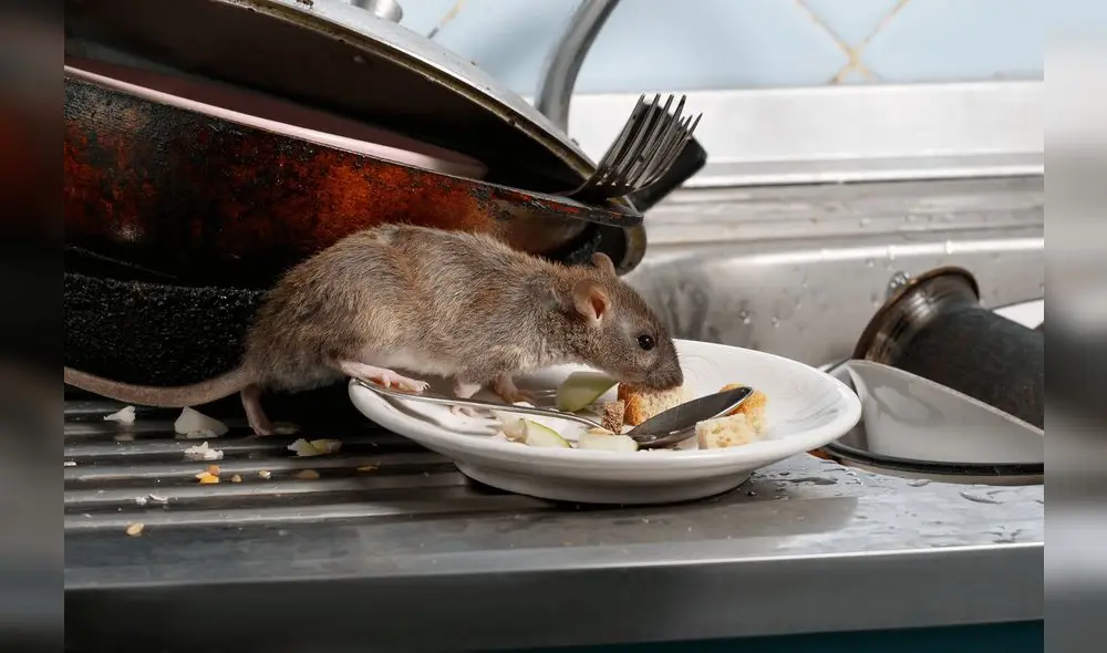 Combinar varias de estas estrategias puede aumentar significativamente la efectividad en la prevención y eliminación de ratones. Foto: Montana