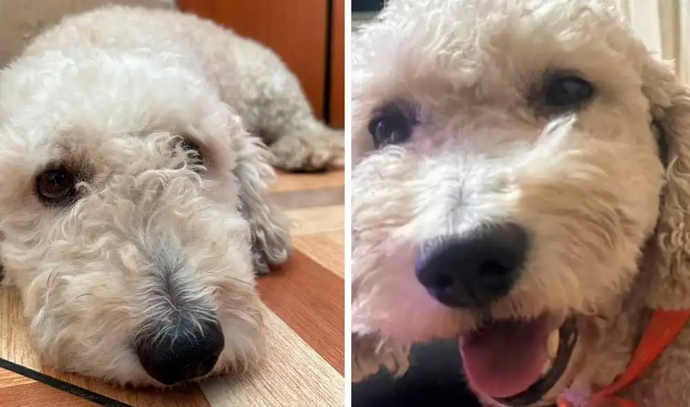 "Es de color blanco, de raza cruzada, parecido a un Shih Tzu", dijo su dueño. Foto: composición LR "Es de color blanco, de raza cruzada, parecido a un Shih Tzu", dijo su dueño. Foto: composición LR