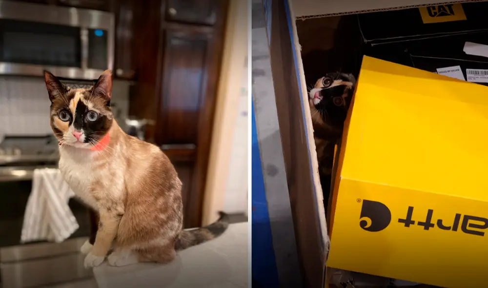 El caso de Galena conmovió las redes sociales y a la comunidad estadounidense tras reportarse que estuvo seis días sin comer ni beber en una caja de Amazon. Foto: composición LR/Carrie Clark/Facebook