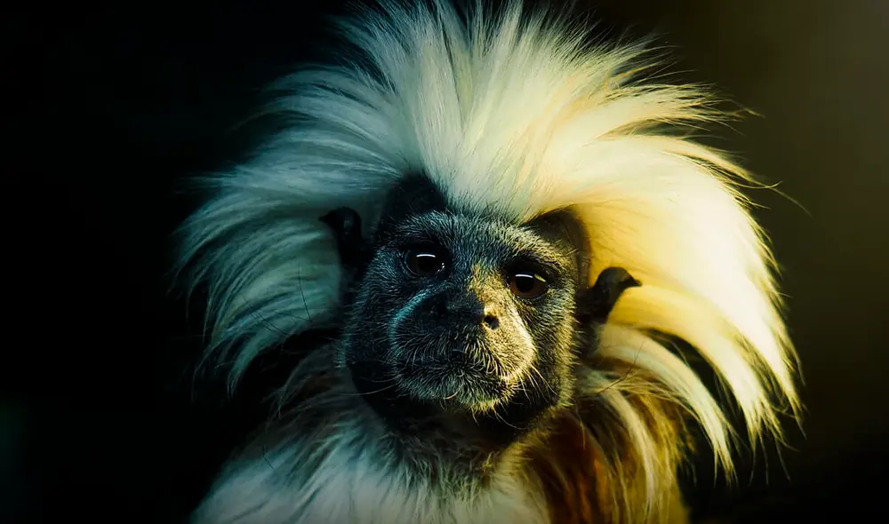 Dentro del top, tres animales se encuentran en peligro de extinción; mientras que uno podría ser letal para los humanos. Foto: Misanimales. Dentro del top, tres animales se encuentran en peligro de extinción; mientras que uno podría ser letal para los humanos. Foto: Misanimales.