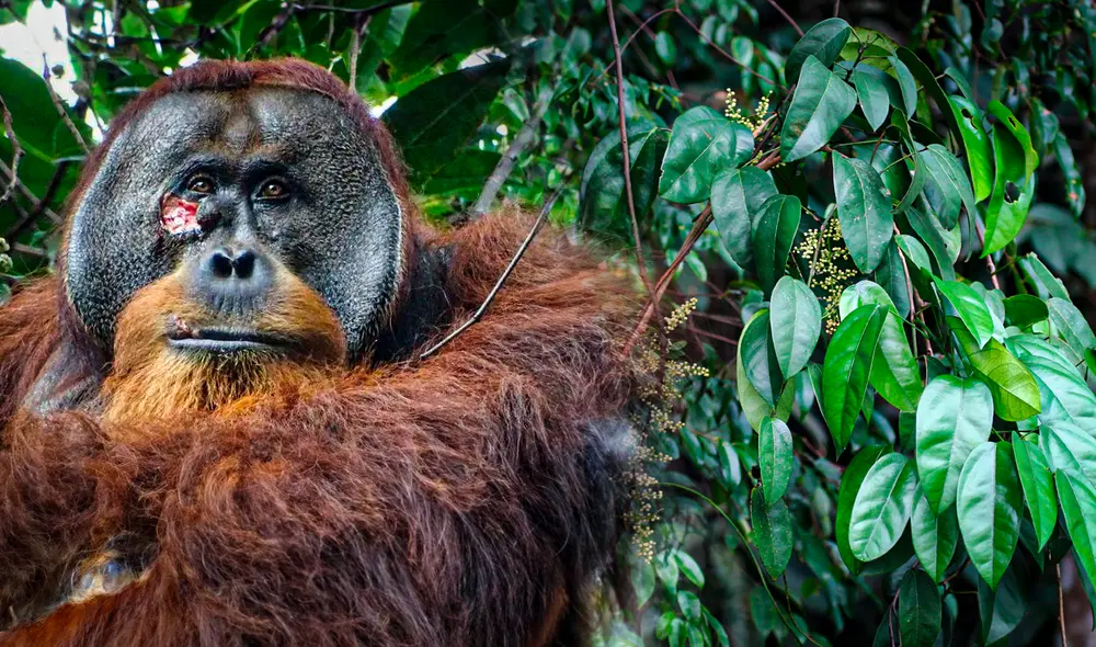 El orangután Rakus es el primer registro de un animal que usa plantas con propiedades medicinales para curar heridas. Foto: Nature/Earthpedia