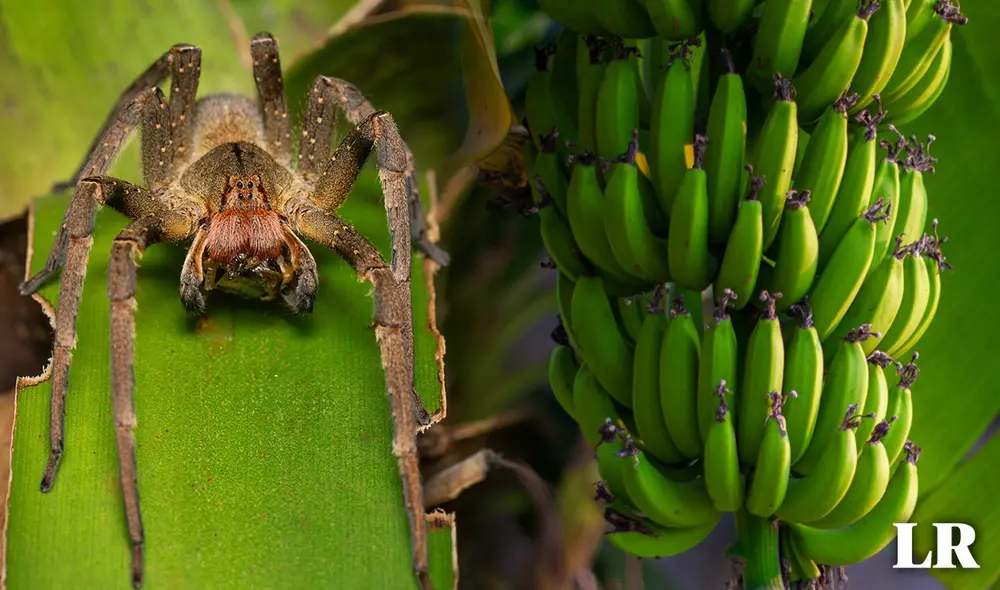 La araña más venenosa del mundo se expande desde Brasil por cargamentos de fruta. Foto: composición LR/InaturalistMx/National Geographic La araña más venenosa del mundo se expande desde Brasil por cargamentos de fruta. Foto: composición LR/InaturalistMx/National Geographic