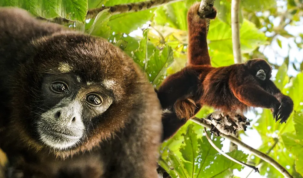 Se calcula que la población de mono choro cola amarilla tiene menos de 10.000 individuos. Foto: composiciónLR/GersonFerrer/RussMittermeier