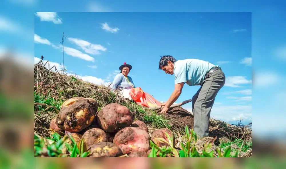 COFIDE incluirá la actividad forestal en sus mecanismos de aseguramiento cofinanciado. Fuente: El Peruano