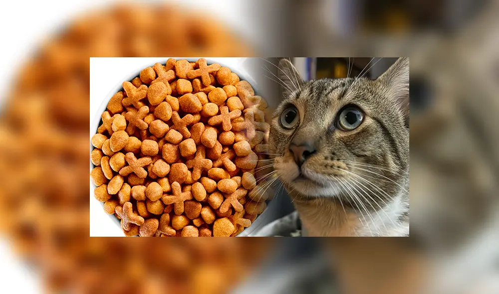 Estas son las croquetas que deberías evitar adquirir tras un estudio hecho en México. Foto: composición LR/Shutterstock/La República