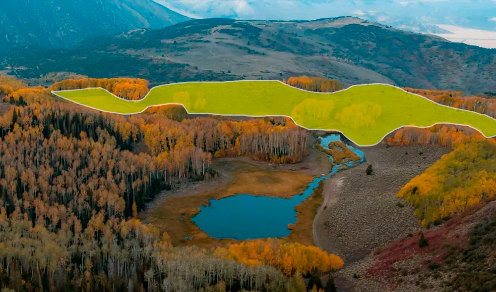 El álamo temblón es una especie con más de 12.000 años de antigüedad. Foto: composición LR/ India Memom El álamo temblón es una especie con más de 12.000 años de antigüedad. Foto: composición LR/ India Memom