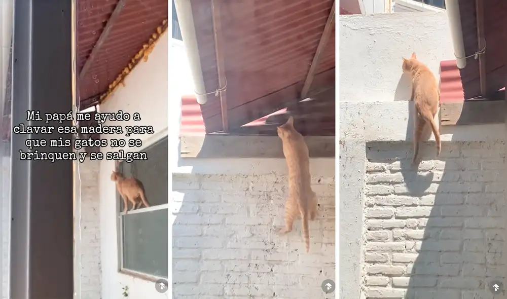 La astucia del minino dejó impactados a miles de usuarios en redes sociales. Foto: composición LR/TikTok/@moonjazz20