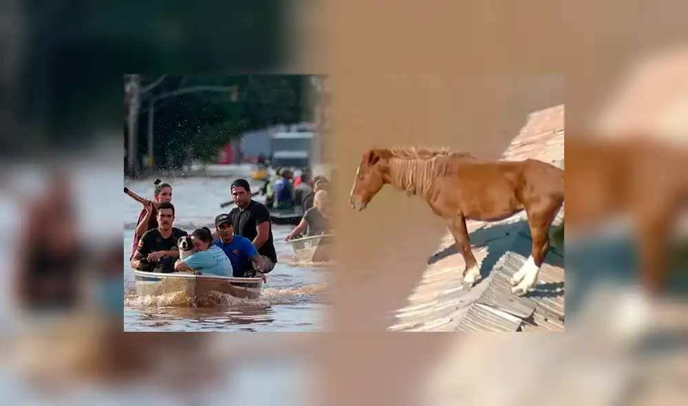 Los desastres ocurridos en el sur de Brasil también afectaron a los animales. Foto: captura de pantalla/O Globo News