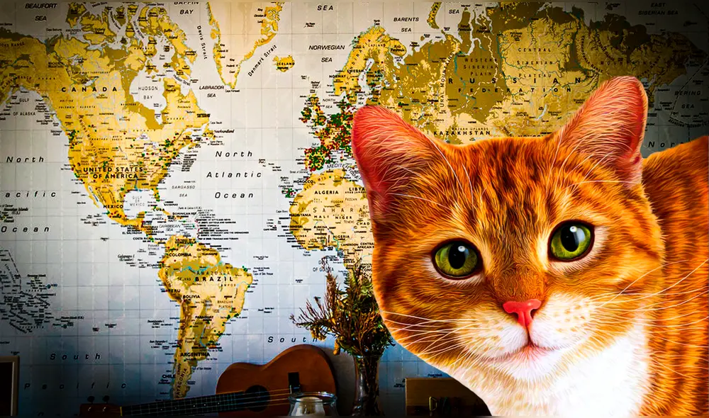 Según datos, hay un gato por cada 10 personas. Foto: composición LR | Wallpapersafari | PABLORGUEZALONSO