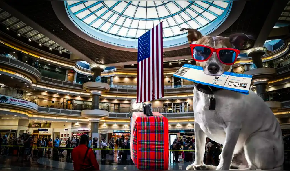 El CDC insta a las personas que quieran viajar con sus mascotas a conocer estas nuevas normas con tiempo. Foto: Composición LR | CNN | Expansión