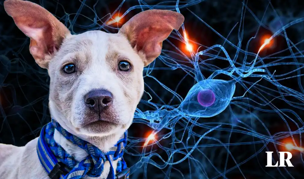 Los perros pueden olvidarse de sus dueños a partir de los ocho años. Foto: composición LR/La República