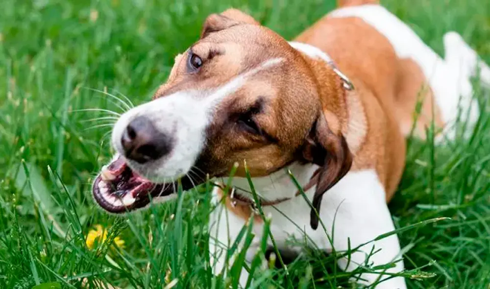 Diversas teorías apuntan a que los canes comen pasto para purgarse o simplemente porque tienen hambre. Foto: Planeta Mascota.