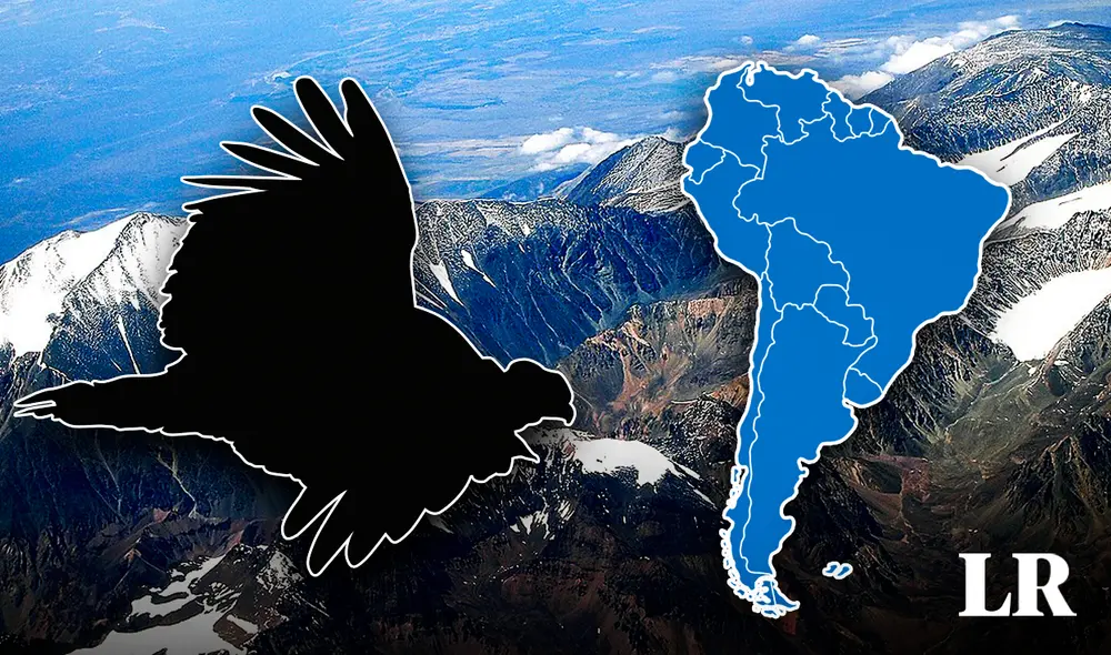 Esta ave puede alcanzar hasta los 75 años en cautiverio. Foto: Composición LR/GeoExpert Esta ave puede alcanzar hasta los 75 años en cautiverio. Foto: Composición LR/GeoExpert