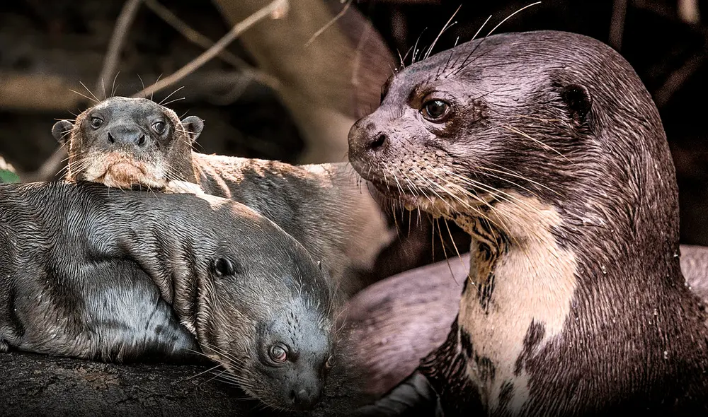 Una de las características más notables de la nutria gigante es su capacidad para utilizar herramientas para su alimentación. Foto :Composición LR/Richard Droker/Facebook. Una de las características más notables de la nutria gigante es su capacidad para utilizar herramientas para su alimentación. Foto :Composición LR/Richard Droker/Facebook.
